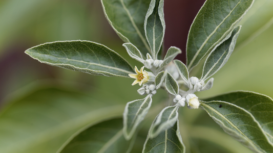 Ashwagandha Plant Profile