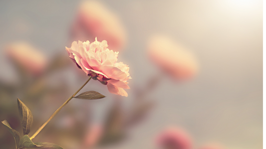 Hot Flushes in Menopause