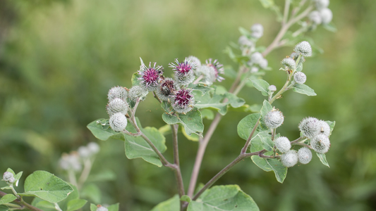 Burdock plant profile