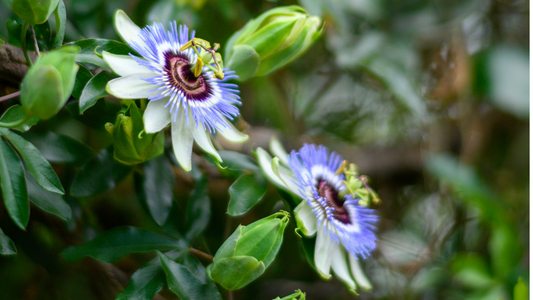 Passiflora incarnate (Passionflower) plant profile 