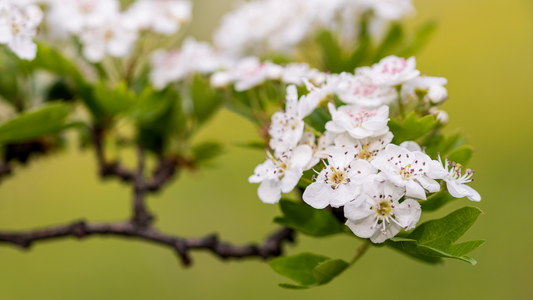 Crataegus laevigata (Hawthorn) plant profile  