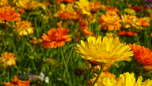 Calendula officinalis (Marigold) plant profile 