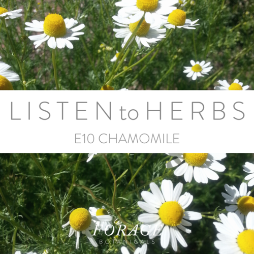 Podcast - Episode 10 - Chamomile