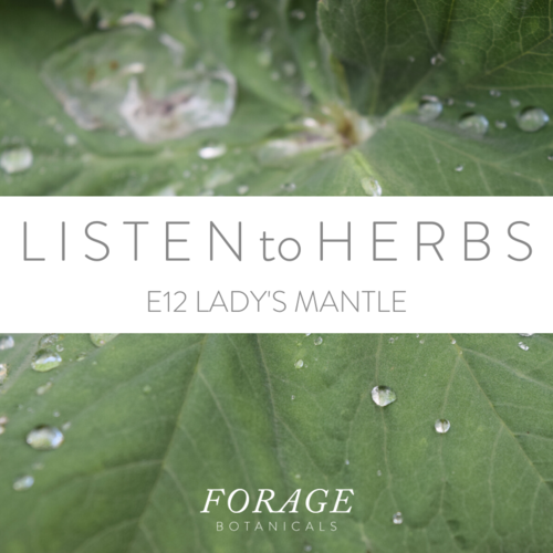 Podcast - Episode 12 - Lady's Mantle