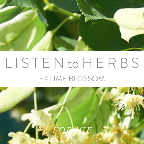 Podcast - Episode 4 - Lime Blossom