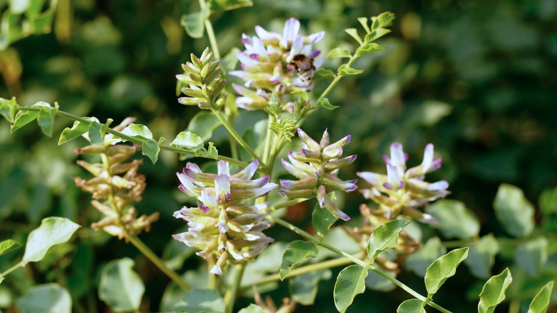 Glycyrrhiza glabra (Liquorice) plant profile 