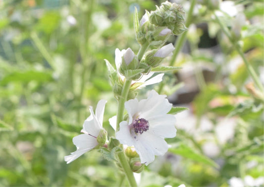 Althea officinalis (Marshmallow) plant profile 