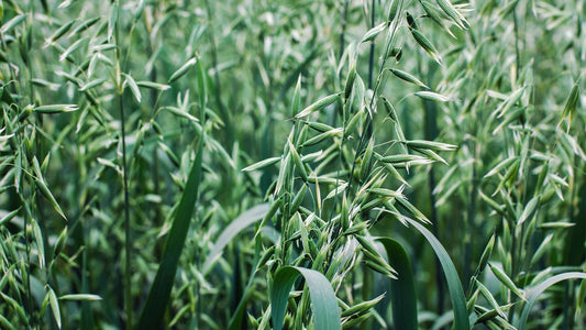 Avena sativa (Oat) plant profile 