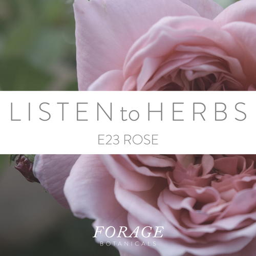 Podcast - Episode 23 - Rose