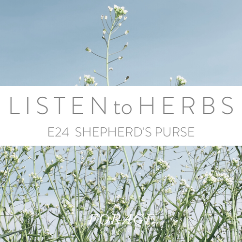 Podcast - Episode 24 - Shepherds Purse