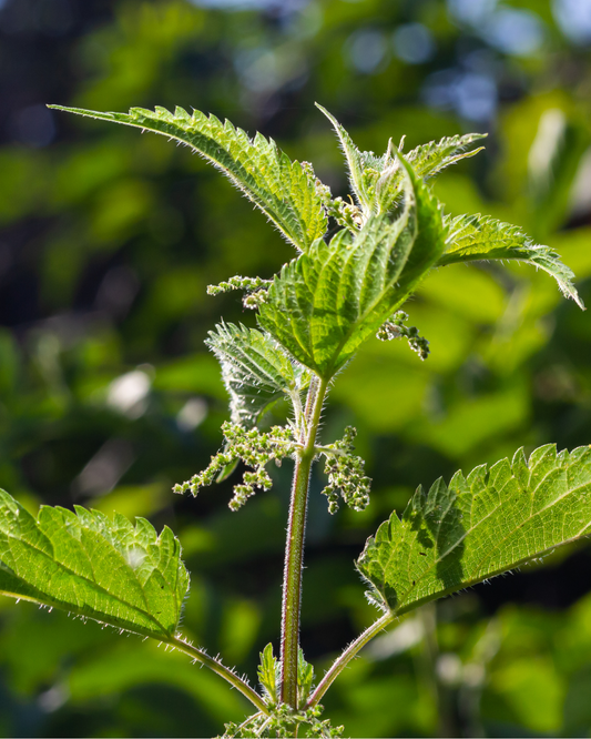 Urtica dioica  (Nettle) plant profile 