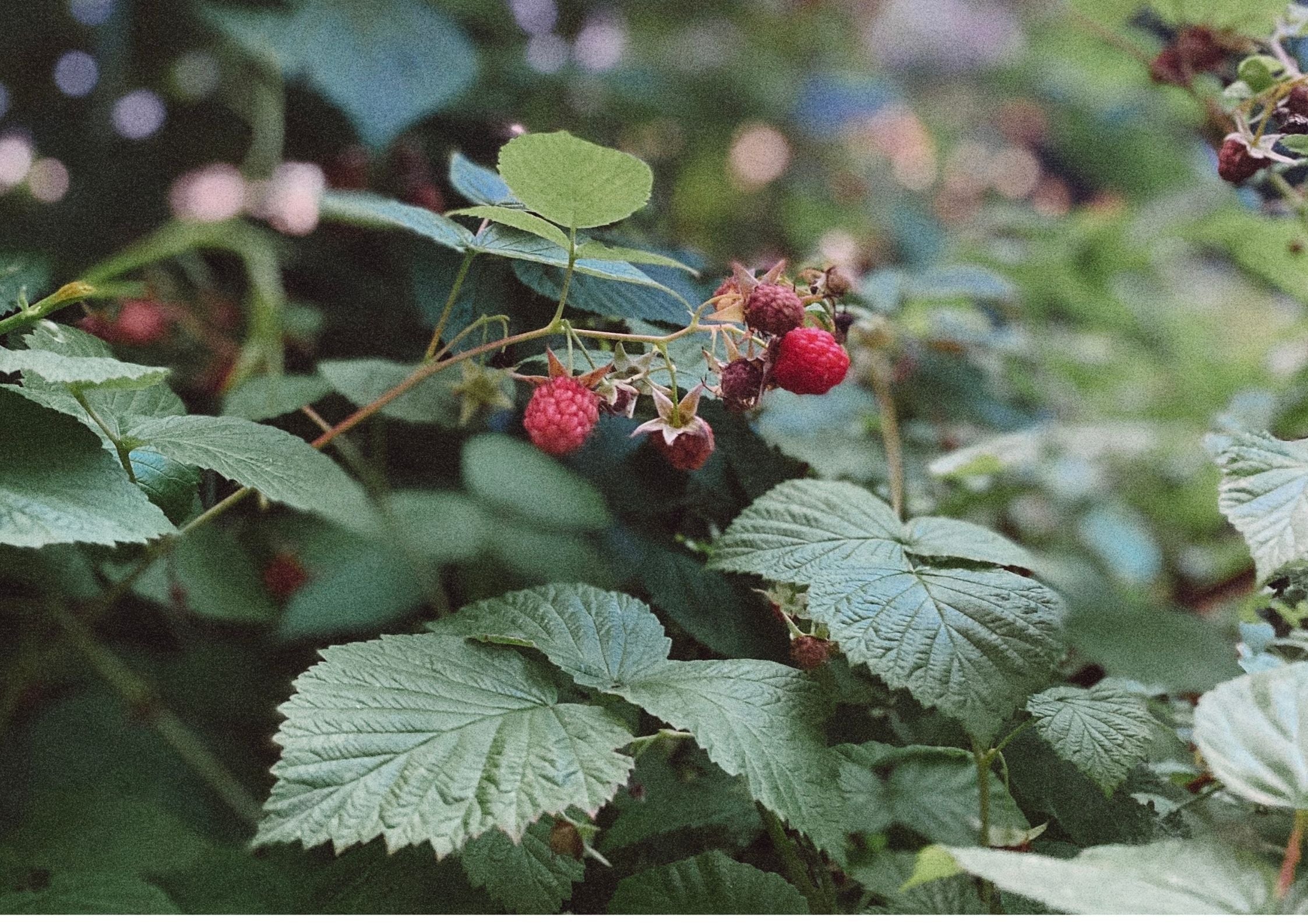 Rubus idaeus (Raspberry) plant profile